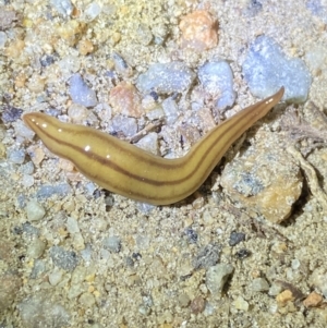 Anzoplana trilineata at Jagungal Wilderness, NSW - 15 Apr 2022