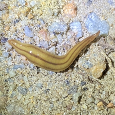 Anzoplana trilineata (A Flatworm) at Kosciuszko National Park - 15 Apr 2022 by Ned_Johnston