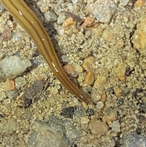 Anzoplana trilineata at Jagungal Wilderness, NSW - 15 Apr 2022