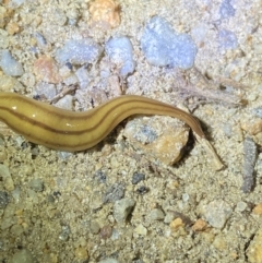 Anzoplana trilineata at Jagungal Wilderness, NSW - 15 Apr 2022