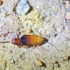 Platyzosteria similis - 1 Jan 1900 by NedJohnston