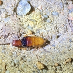 Platyzosteria similis at Kosciuszko National Park - 15 Apr 2022 by Ned_Johnston