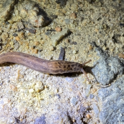 Limax maximus (Leopard Slug, Great Grey Slug) at Jagungal Wilderness, NSW - 15 Apr 2022 by NedJohnston