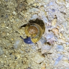 Oxychilus alliarius (Garlic Snail) at Jagungal Wilderness, NSW - 15 Apr 2022 by Ned_Johnston