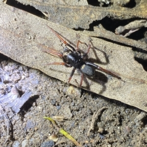 Zodariidae (family) at Jagungal Wilderness, NSW - 15 Apr 2022 08:20 PM