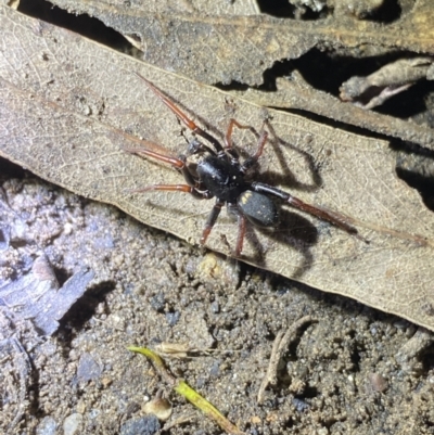 Zodariidae (family) (Unidentified Ant spider or Spotted ground spider) at Kosciuszko National Park - 15 Apr 2022 by Ned_Johnston