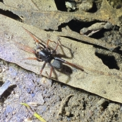 Zodariidae (family) at Jagungal Wilderness, NSW - 15 Apr 2022