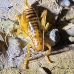 Gryllacrididae (family) (Wood, Raspy or Leaf Rolling Cricket) at Jagungal Wilderness, NSW - 15 Apr 2022 by NedJohnston