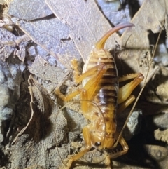 Gryllacrididae (family) at Jagungal Wilderness, NSW - 15 Apr 2022