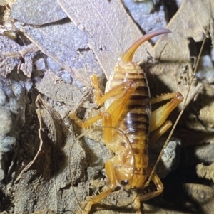 Gryllacrididae (family) at Jagungal Wilderness, NSW - 15 Apr 2022