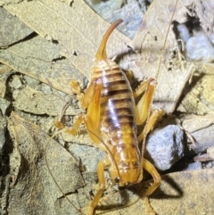 Gryllacrididae (family) at Jagungal Wilderness, NSW - 15 Apr 2022