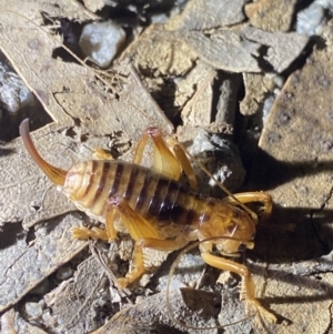 Gryllacrididae (family) at Jagungal Wilderness, NSW - 15 Apr 2022