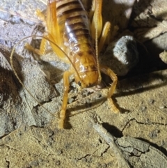 Gryllacrididae (family) at Jagungal Wilderness, NSW - 15 Apr 2022