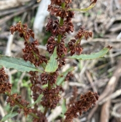 Rumex crispus (Curled Dock) at Kosciuszko National Park - 15 Apr 2022 by Ned_Johnston