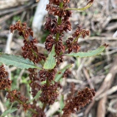 Rumex crispus (Curled Dock) at Kosciuszko National Park - 15 Apr 2022 by Ned_Johnston