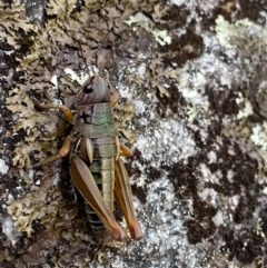 Kosciuscola cuneatus (A grasshopper) at Kosciuszko National Park - 15 Apr 2022 by Ned_Johnston