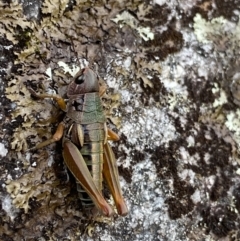 Kosciuscola cuneatus (A grasshopper) at Jagungal Wilderness, NSW - 15 Apr 2022 by NedJohnston