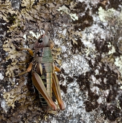 Kosciuscola cuneatus (A grasshopper) at Jagungal Wilderness, NSW - 15 Apr 2022 by Ned_Johnston