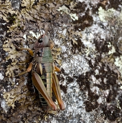 Kosciuscola cuneatus (A grasshopper) at Kosciuszko National Park - 15 Apr 2022 by Ned_Johnston