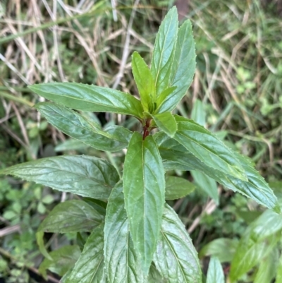 Mentha x piperita (Peppermint) at Kosciuszko National Park - 15 Apr 2022 by Ned_Johnston