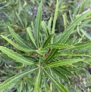 Lomatia myricoides at Jagungal Wilderness, NSW - 15 Apr 2022 04:13 PM