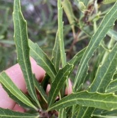 Lomatia myricoides at Jagungal Wilderness, NSW - 15 Apr 2022 04:13 PM