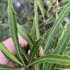 Lomatia myricoides at Jagungal Wilderness, NSW - 15 Apr 2022