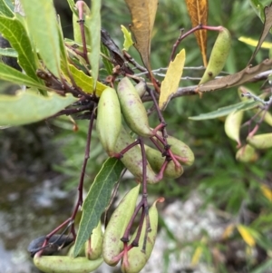 Lomatia myricoides at Jagungal Wilderness, NSW - 15 Apr 2022 04:13 PM