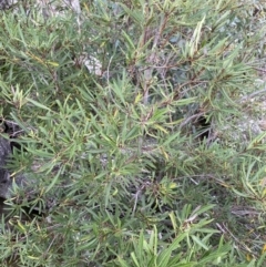 Lomatia myricoides at Jagungal Wilderness, NSW - 15 Apr 2022 04:13 PM