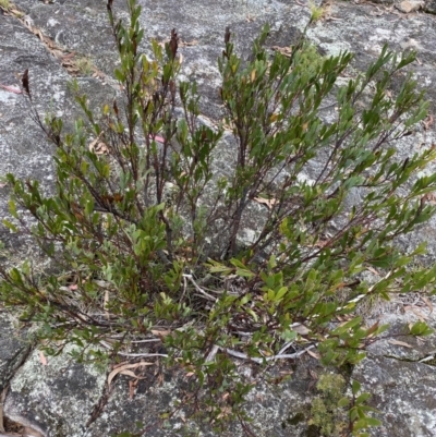 Daviesia mimosoides (Bitter Pea) at Jagungal Wilderness, NSW - 15 Apr 2022 by NedJohnston