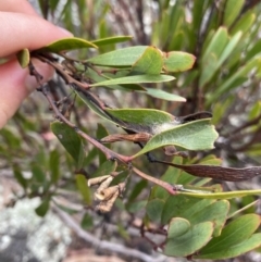 Daviesia mimosoides at Jagungal Wilderness, NSW - 15 Apr 2022