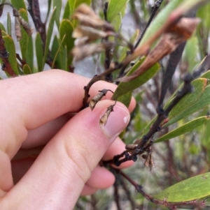 Daviesia mimosoides at Jagungal Wilderness, NSW - 15 Apr 2022