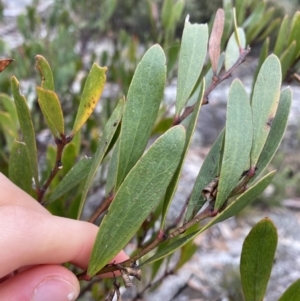 Daviesia mimosoides at Jagungal Wilderness, NSW - 15 Apr 2022