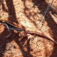 Ctenophorus isolepis (Military Dragon) at Petermann, NT - 17 Nov 2011 by jks