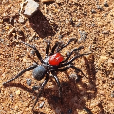 Missulena occatoria (Red-headed Mouse Spider) at Cobar, NSW - 21 Apr 2022 by AaronClausen