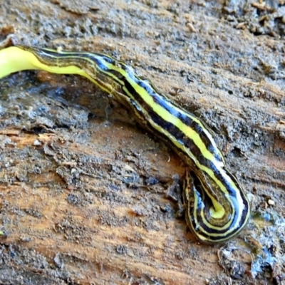 Australopacifica subviridis (Greenish planarian) at Crooked Corner, NSW - 20 Apr 2022 by Milly