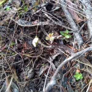 Geranium sp. at Cooma, NSW - 21 Apr 2022 10:01 AM