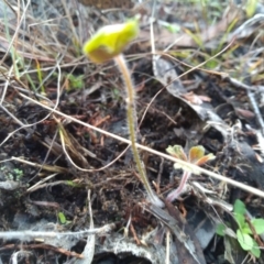 Geranium sp. at Cooma, NSW - 21 Apr 2022 10:01 AM