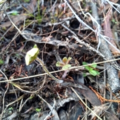 Geranium sp. at Cooma, NSW - 21 Apr 2022 10:01 AM