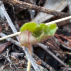 Geranium sp. at Cooma, NSW - 21 Apr 2022 10:01 AM