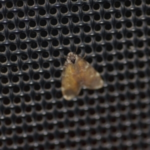 Anestia (genus) at Wamboin, NSW - 14 Nov 2021