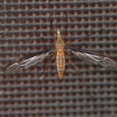 Unidentified Crane fly, midge, mosquito & gnat (several families) at Wamboin, NSW - 19 Nov 2021 by natureguy