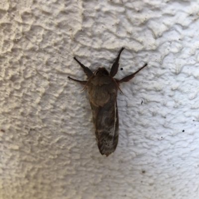 Oxycanus (genus) (Unidentified Oxycanus moths) at Acton, ACT - 21 Apr 2022 by Dan
