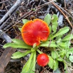 Hygrocybe sp. ‘red’ (A Waxcap) at Cooma, NSW - 21 Apr 2022 by mahargiani