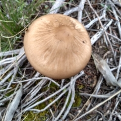 Oudemansiella gigaspora group (Rooting Shank) at Cooma, NSW - 21 Apr 2022 by mahargiani