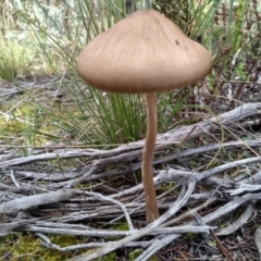 Oudemansiella gigaspora group at Cooma, NSW - 21 Apr 2022