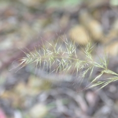 Vulpia sp. (A Squirreltail Fescue) at Wamboin, NSW - 26 Nov 2021 by natureguy