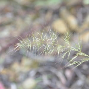 Vulpia sp. at Wamboin, NSW - 26 Nov 2021