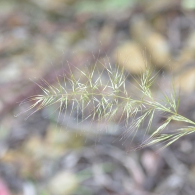 Vulpia sp. (A Squirreltail Fescue) at Wamboin, NSW - 26 Nov 2021 by natureguy