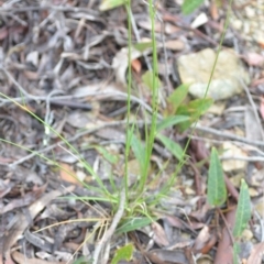 Vulpia sp. at Wamboin, NSW - 26 Nov 2021 01:21 PM